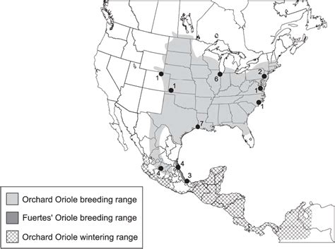 Ranges Of Orchard And Fuertess Orioles Adapted From Jaramillo And