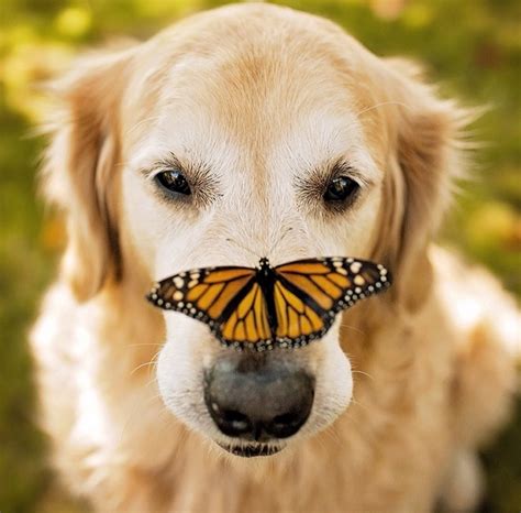 Gentle Golden Retriever On Instagram Loves Butterflies And