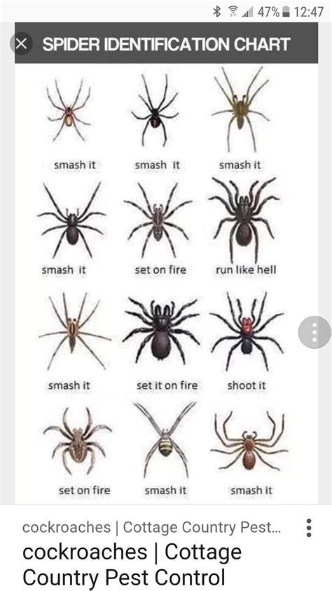 Spider Identification Chart Rfunny