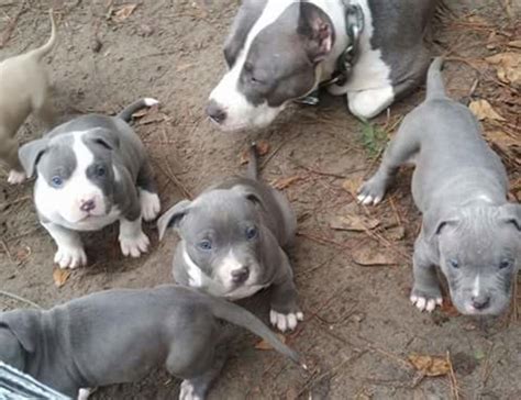 We take pride in the fact that our puppies come from the best family that can raise puppies. American Pit Bull Terrier Puppies For Sale | San Diego, CA ...