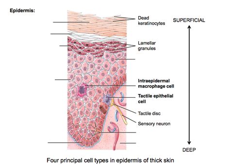 Cell Types In Skin Diagram Quizlet