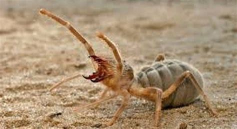 THE SECRET WEAPON OF NATURE IN IRAQ:CAMEL SPIDERS | by Sandra