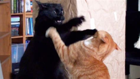 Cats Fighting Gif