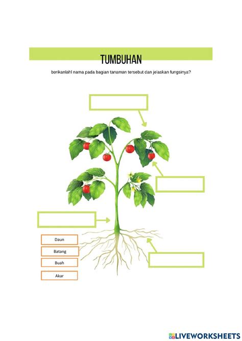 Detail Gambar Organ Tumbuhan Koleksi Nomer 2