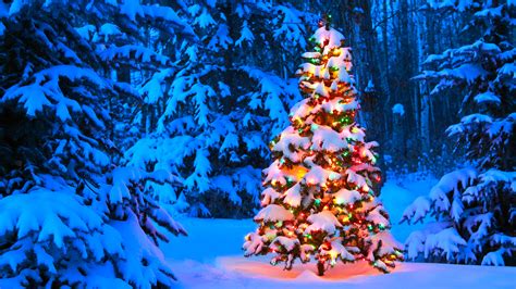 Christmas Tree Glowing Outdoors In The Forest At Dusk Windows