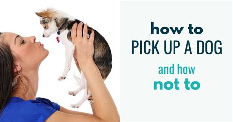 How To Pick Up A Dog Canine Compilation