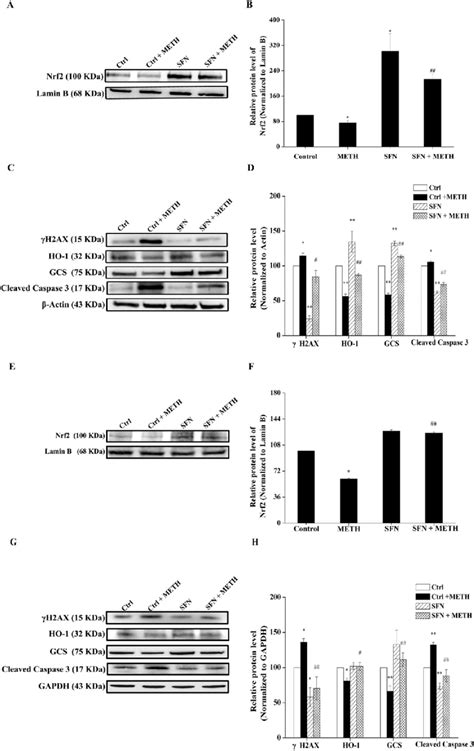 The Regulation Of Sfn On Oxidative Dna Damage Apoptosis And