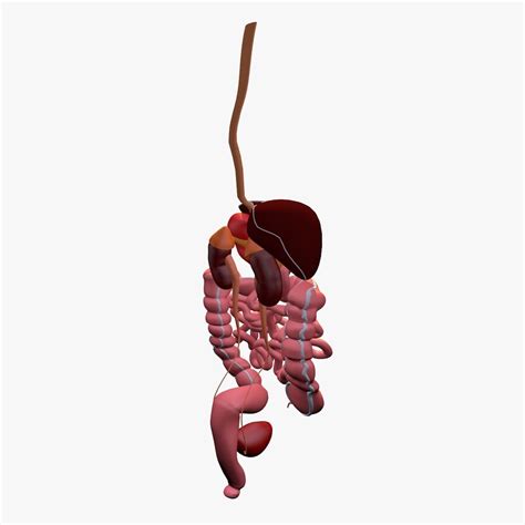 3d Anatomy Model Human Animated Digestive Organs And Liver 3d Model 28
