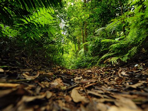 Chemin De La Forêt Tropicale Verte 2020 Paysage Photographie Hdr