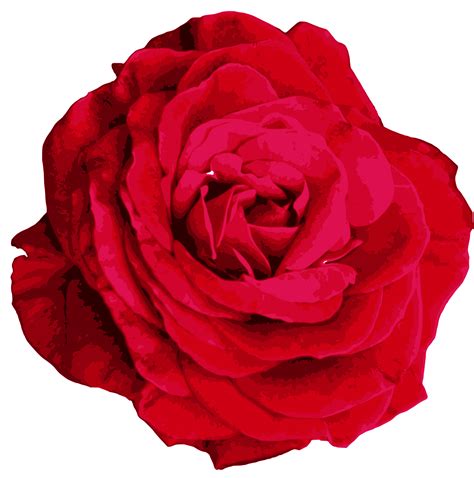 Red Rose Png Image Transparent