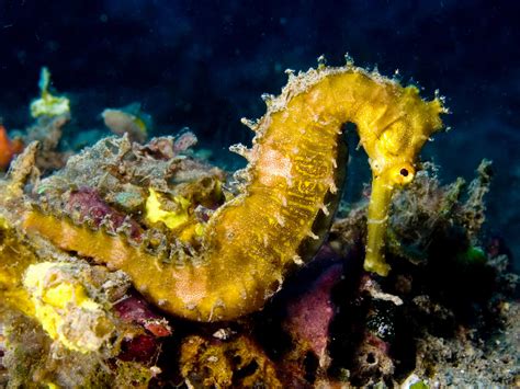 Filehippocampus Hystrix Spiny Seahorse Yellow Wikipedia The