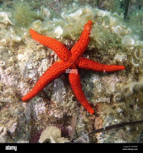 Mediterranean Red Sea Star Echinaster Sepositus Stock Photo Alamy