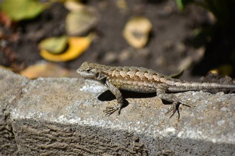 10 Lizard Species Found In California With Pictures Pet Keen