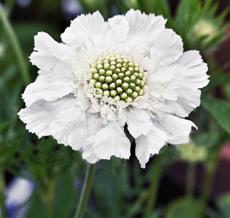 Scabiosa Caucasica Perfecta Alba Seedscape