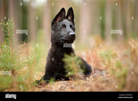 German Shepherd Alsatian Black Puppy Lying In A Forest Germany Stock