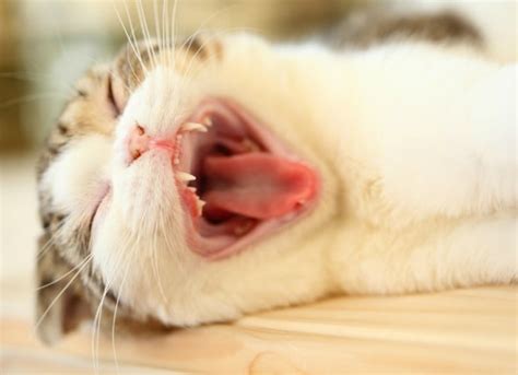 Mouth Cancer Gingiva Squamous Cell Carcinoma In Cats Petmd