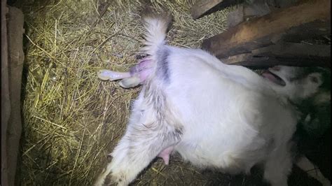 Goat Giving Birth New Child Goat See Animal Birthing Youtube