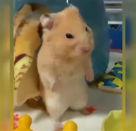 Hamster Lalilalo Meme Video Meme