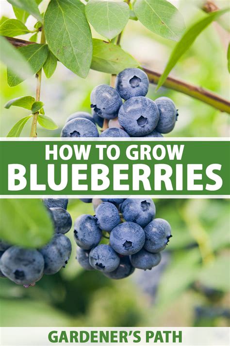 How To Grow Blueberries Gardeners Path