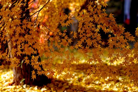 846379 Autumn Foliage Branches Rare Gallery Hd Wallpapers