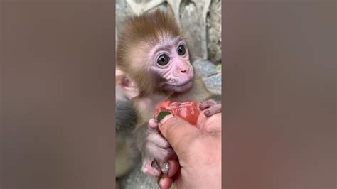 Adorable Baby Monkeys 🙊 Monkey Lyly 😍 Tik Tok Animals60 Youtube