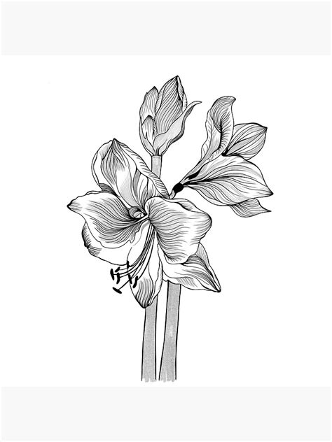 Lámina fotográfica Amaryllis hippeastrum lilly flor dibujo de boceto