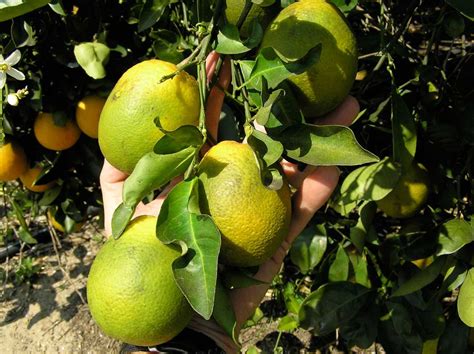Citrus Greening Citrus Alert