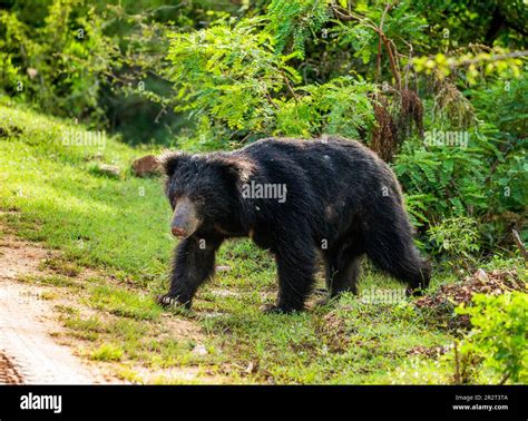 Sri Lankan Sloth Bear Melursus Ursinus Inornatus Is Walking Along The