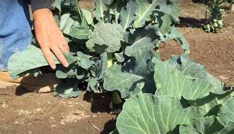 Best Way How To Harvest Broccoli 2022 Home Garden Bloom