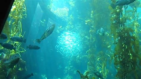Monterey Bay Aquarium Kelp Forest Youtube