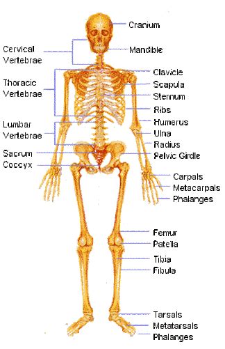 Once we reach adulthood, we have 206 bones. Skeletal System - Body Systems!