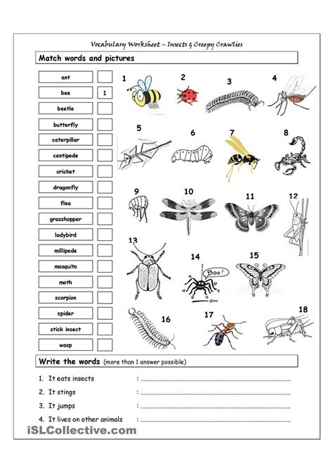 Vocabulary Matching Worksheet Insects Kids Worksheets Printables