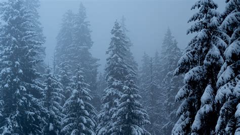 Download Wallpaper 1920x1080 Pines Trees Snow Blizzard Winter Full