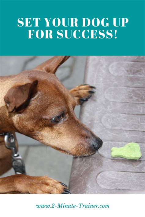 Be Careful What You Ask Successful Dog Training Dogs Dog Training