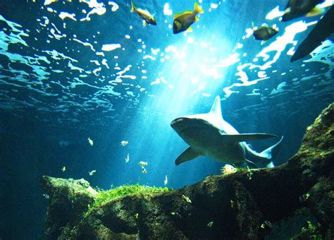 Sharks Those Terrible And Graceful Fishes Shark Fish Pet Marine Life