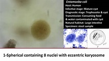 3- Pratical Parasitology - Entamoeba Coli - Cyst Stage - YouTube