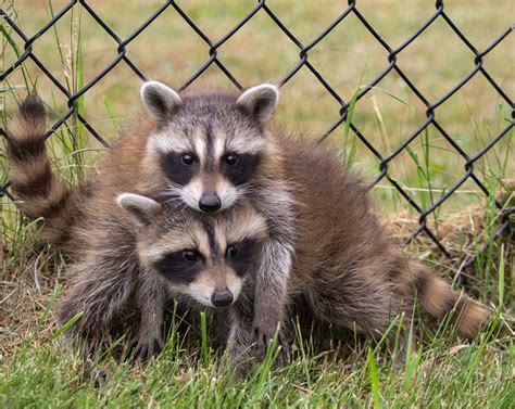 Two Baby Raccoons Snuggle Close For Security In A Yard By Karen