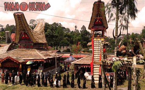 Acara Maro Pada Upacara Aluk Rambu Solo Toraja Culture