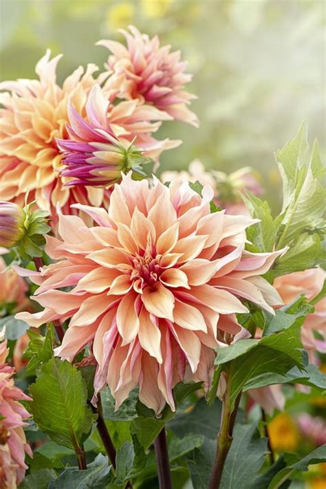 30 Best Fall Flowers To Plant Pretty Fall Plants And Flowering Perennials