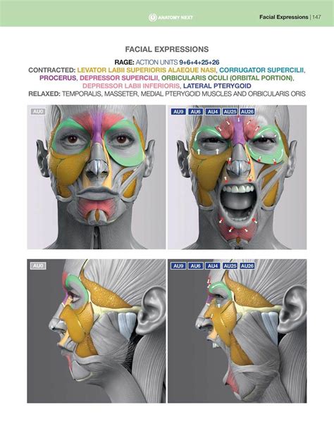 Anatomy Of Facial Expression Pdf E Book By Anatomy For Sculptors