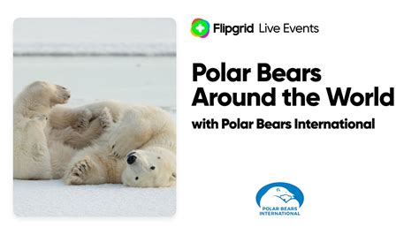Flipgrid Live Event Polar Bears Around The World With Polar Bears