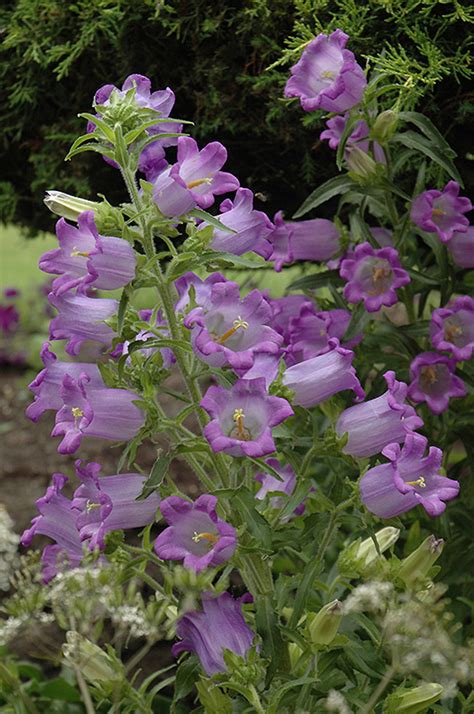 Adds a touch of class to any garden planting. Canterbury Bells (Campanula medium) in Regina ...