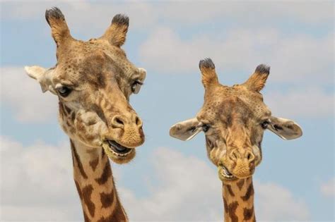Clash Between Two Male Giraffes Competing For Female Video Afrinik