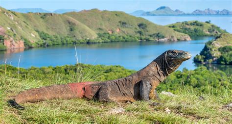 Sosok Di Balik Terpilihnya Pulau Komodo Sebagai Bagian Dari 7 Keajaiban