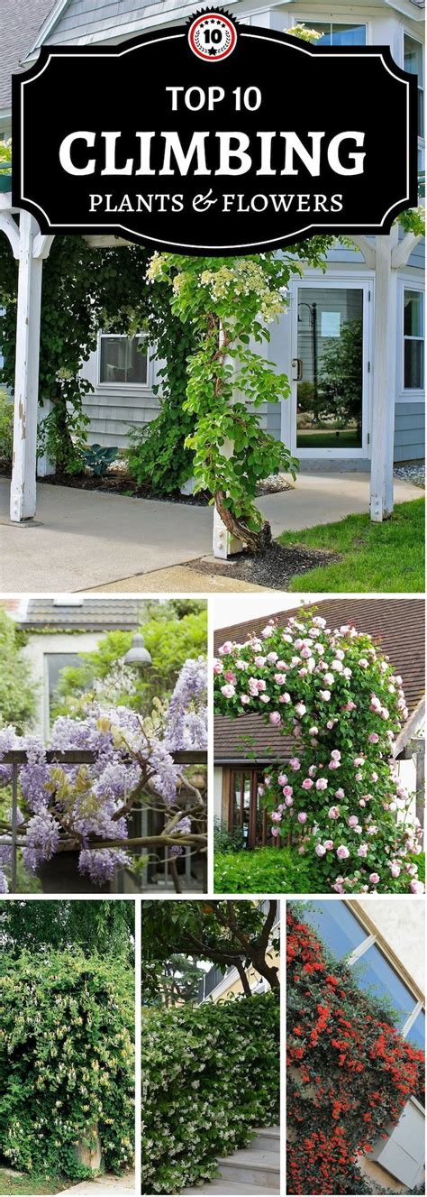 Top 10 Beautiful Climbing Plants For Fences And Walls Climbing Plants