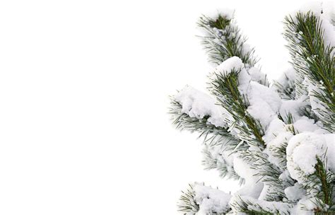 Winter Snow Smile Tree Snowy Winter Tree Png Download 1000643