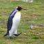 King Penguin Aptenodytes Patagonica Patagonicus  The King… Flickr