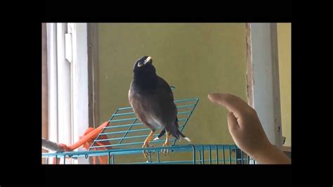 Talking Myna Bird Lucky Говорящая майна Лаки Youtube