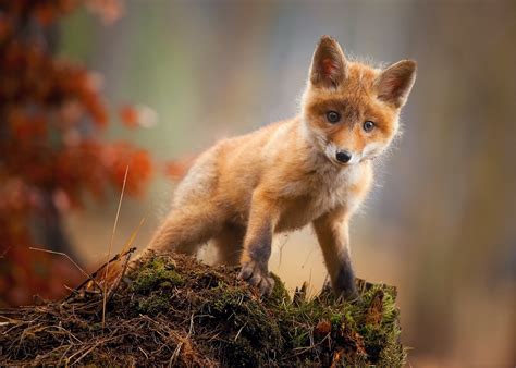 Fox Cub Baby Animal Cute Hd Hd Animals 4k Wallpapers Images