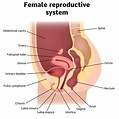 50% of men struggle to identify a woman’s vagina correctly on a diagram ...